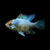 microgeophagus-ramirezi-electric-bleu-male