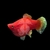 xiphophorus-maculatus-platy-corail-dark-rouge