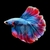 betta-splendens-male-halfmoon-select-cambodian