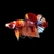 betta-splendens-betta-male-halfmoon-plakat-koi