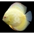 symphysodon-discus-discus-yellow-dragon