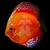 symphysodon-discus-discus-marlboro-2