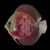 symphysodon-discus-discus-rose-red