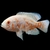 astronotus-ocellatus-oscar-rouge-albinos