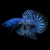 betta-sp-hybrid-alien-bleu-metal-male