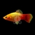 xiphophorus-maculatus-platy-sunset-neon