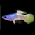 achat-poisson-aquarium-poecilia-reticulata-guppy-male-pingu