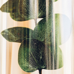 Eucalyptus-vert-collection-herbier-details-Herbarium-plante-immergee-theophile-berthon-1200X1200