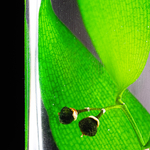 Ruscus-vert-collection-herbier-details-Herbarium-plante-immergee-3-theophile-berthon-1200X1200