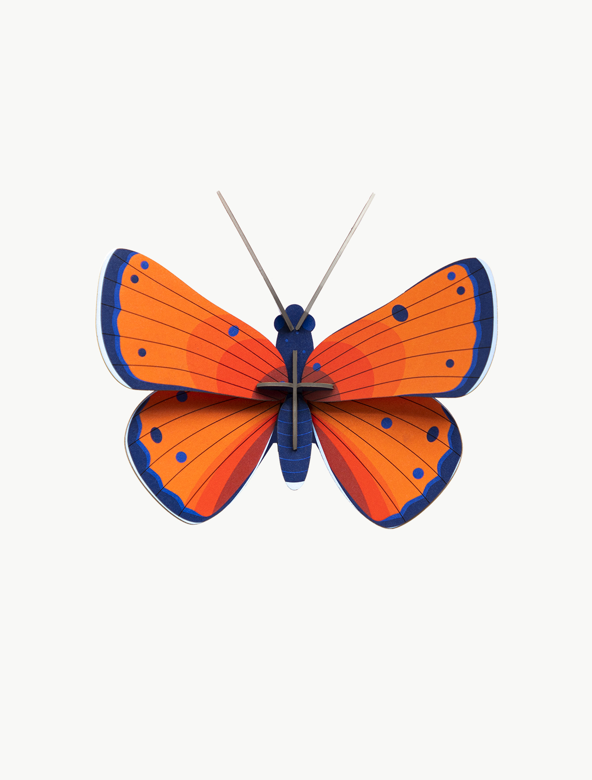 small-insects-copper-butterfly-1