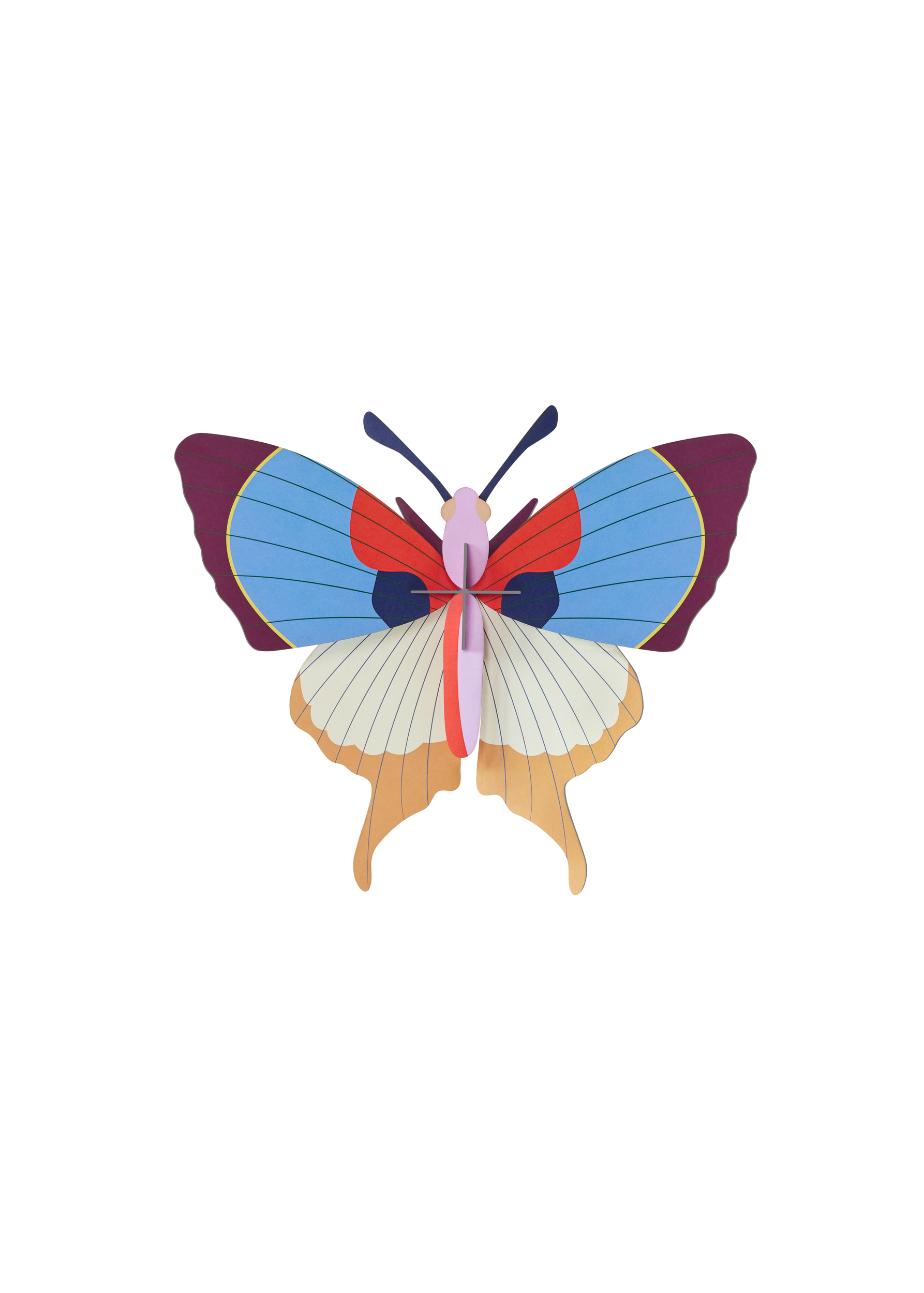 Plum-Fringe-Butterfly