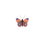 DELIAS-BUTTERFLY