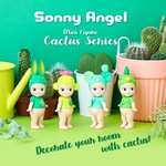 collection-complete-sa-cactus-boite-de-12-pcs (1)