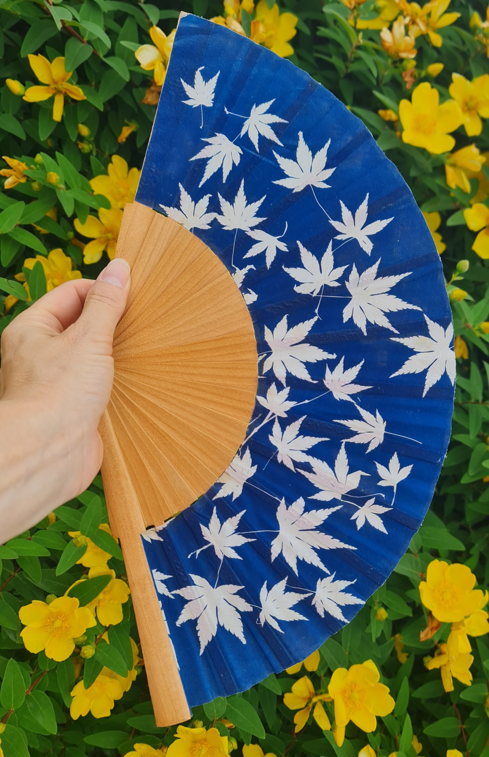 feuilles erable