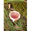 corbeille mini aiguille pin tressée landes rose blanc