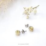 96-puces oreilles acier inox fleur séchée gypsophile blanc