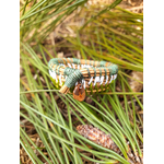 corbeille mini aiguille pin tressée landes vert clair2