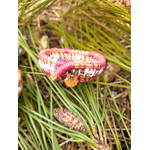 corbeille mini aiguille pin tressée landes blanc rose2