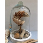 IMGcloche verre coquillages fabrication artisanale locale_6727