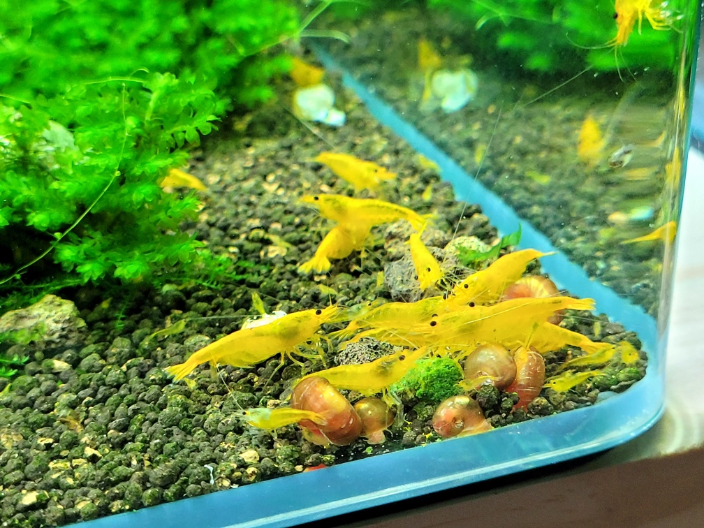 Nourriture pour poissons stick-orties-25g - Accessoire Aquarium