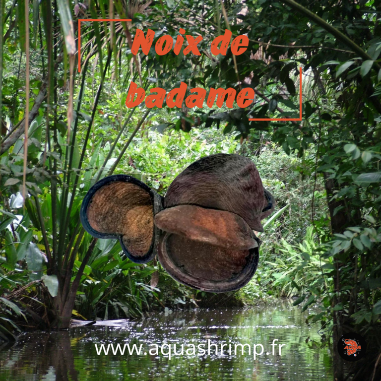 Noix de badame - Feuilles - aquashrimp