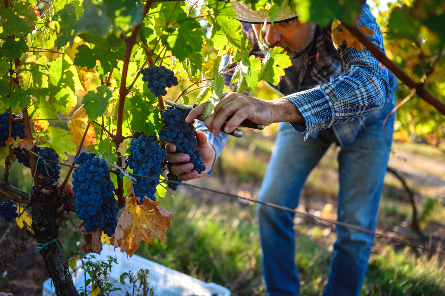 Les vendanges, ces quelques jours qui décident du destin d’un vin