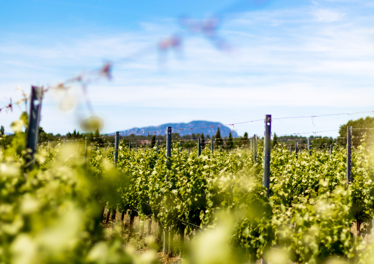 Pic Saint-Loup : cinq domaines bio à découvrir absolument