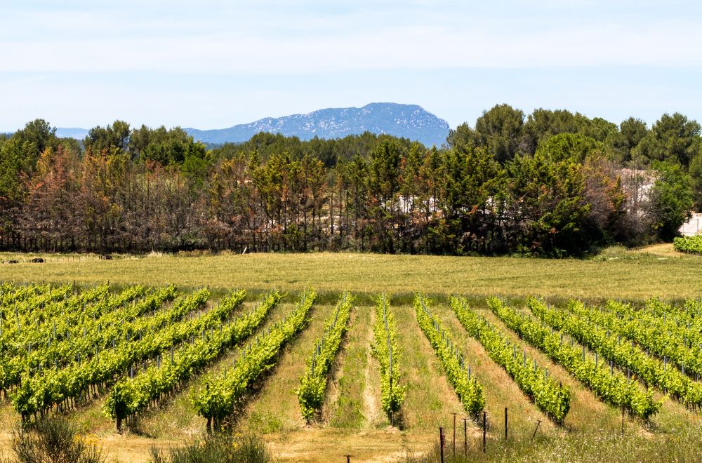 Quel vin du Pic Saint-Loup choisir selon son budget ?