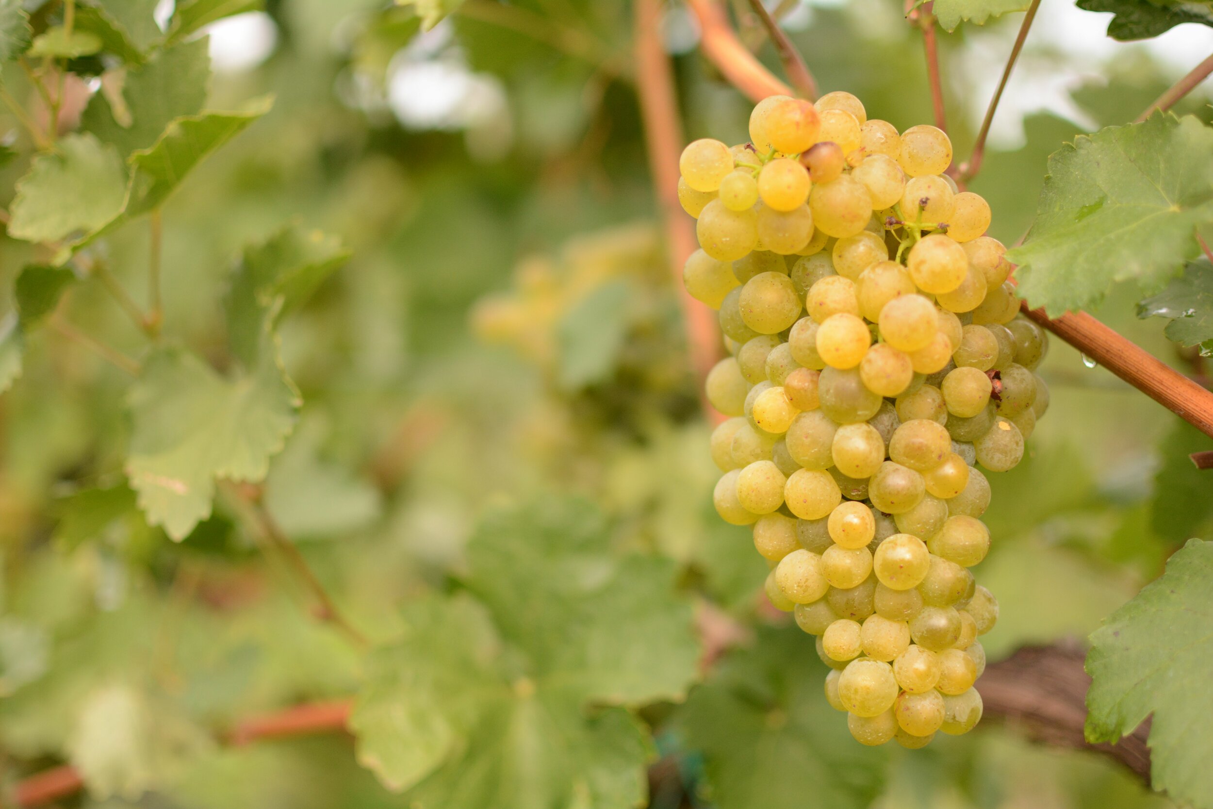 Chenin blanc : le grand cépage de Loire qui révèle ses terroirs
