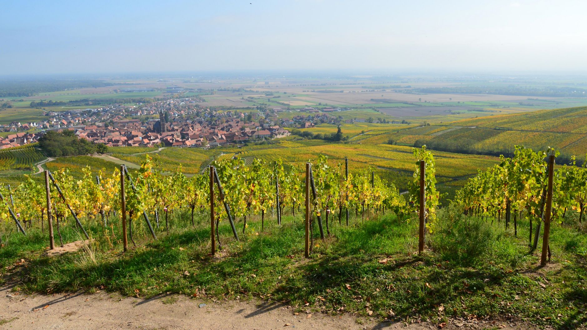 Melon de Bourgogne : comment ce cépage est-il devenu l'âme du Muscadet ?