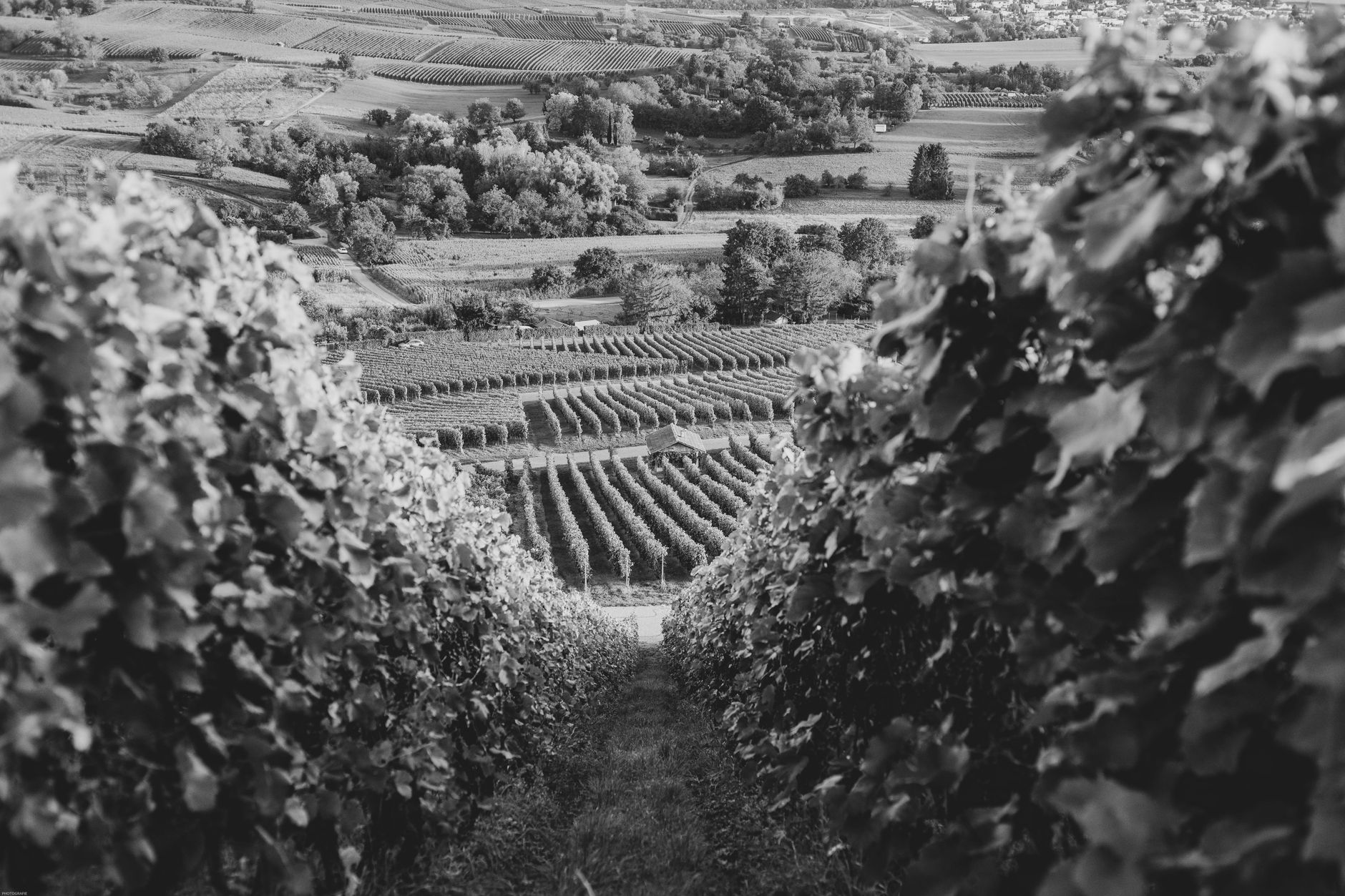 Gneiss, schistes et granite : pourquoi les sols changent-ils le goût du Muscadet ?