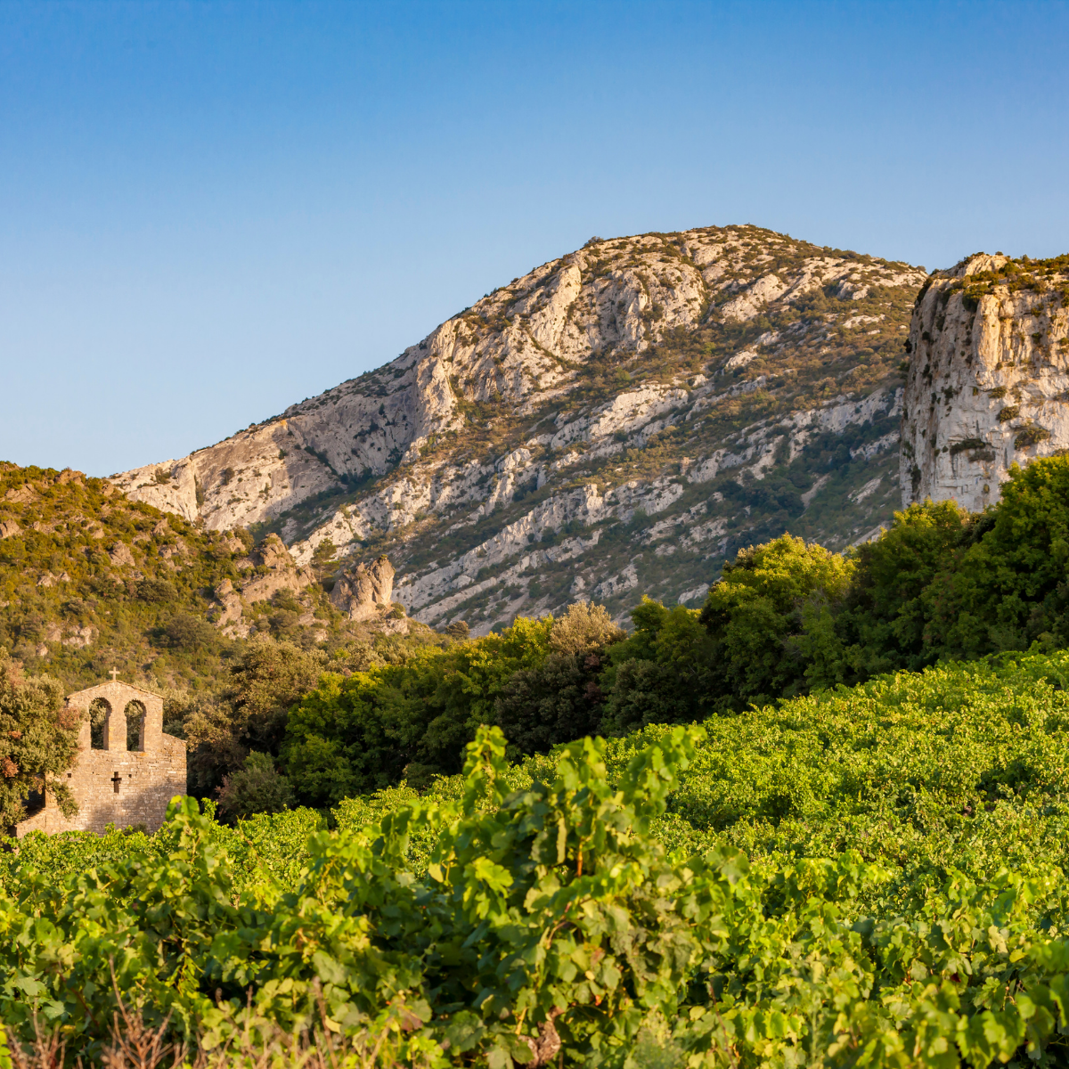 Pic Saint-Loup : pourquoi ce terroir donne-t-il des vins si singuliers ?