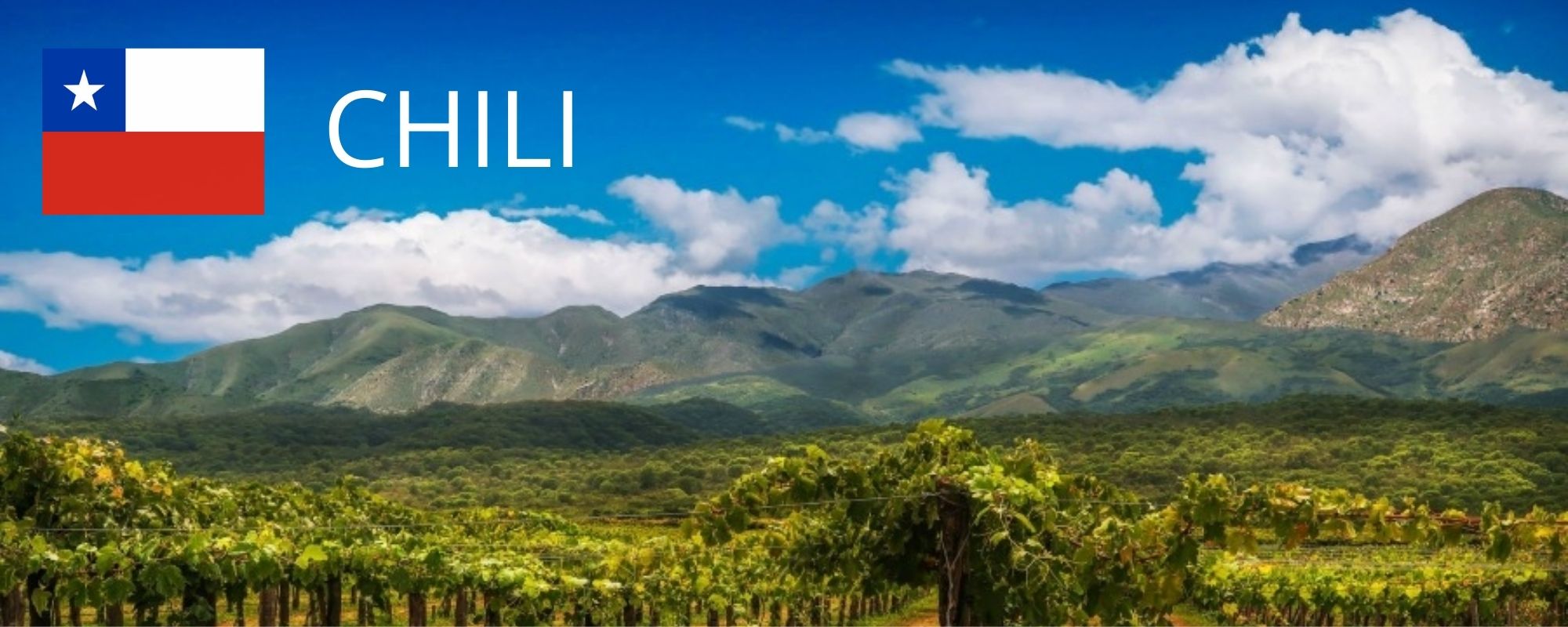 Vins du Chili, les trésors d'Amérique du Sud