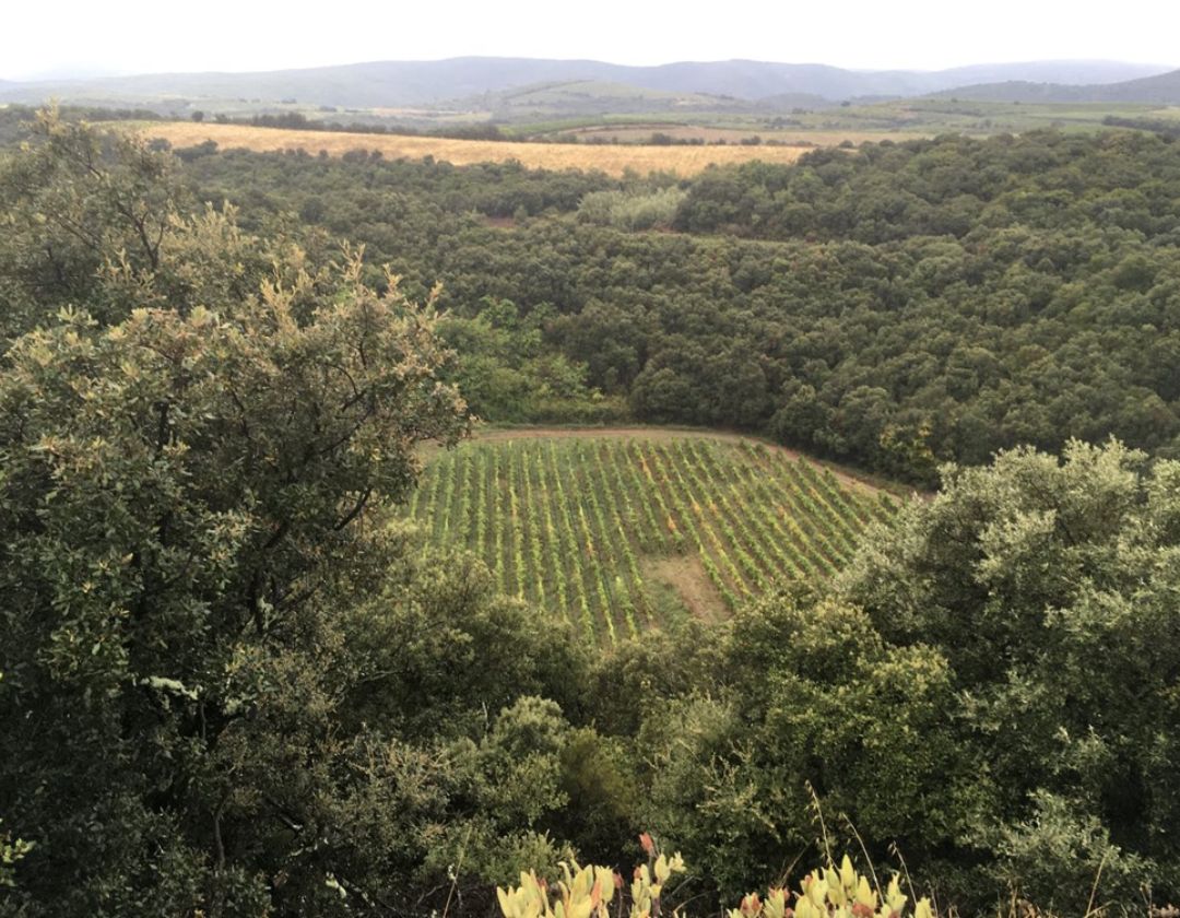 Dans les vignes du Domaine du Météore, le vin est céleste et le terroir cosmique