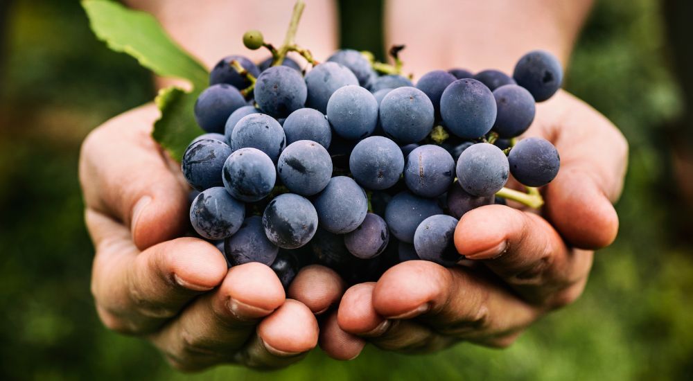 A la découverte du cépage Cinsault