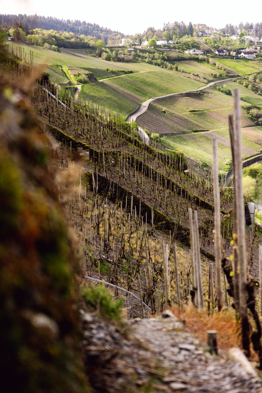 Paysage de vignoble illustrant le voyage viticole