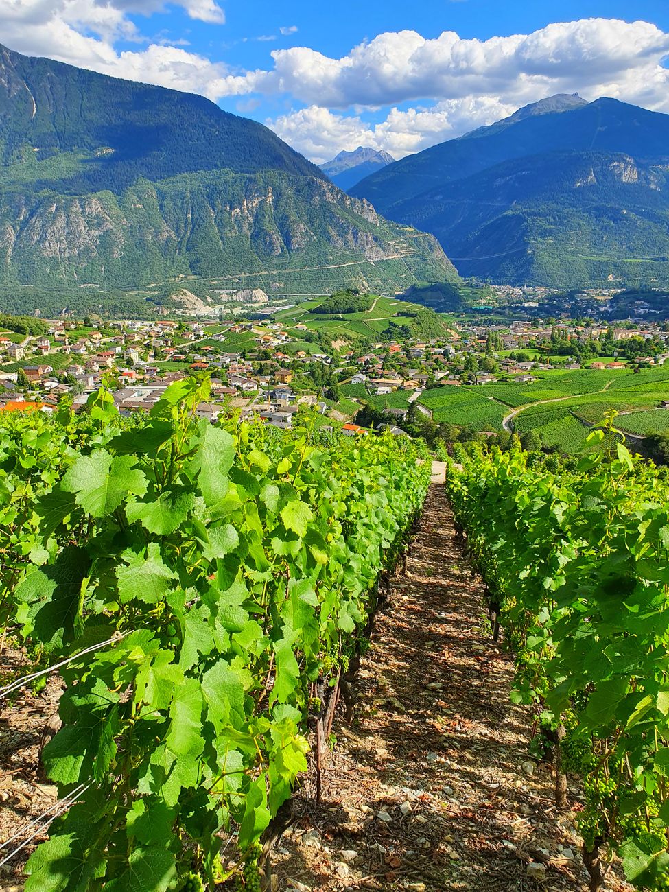 les paysages viticoles dynamiques capturent l essence des paysages suisses