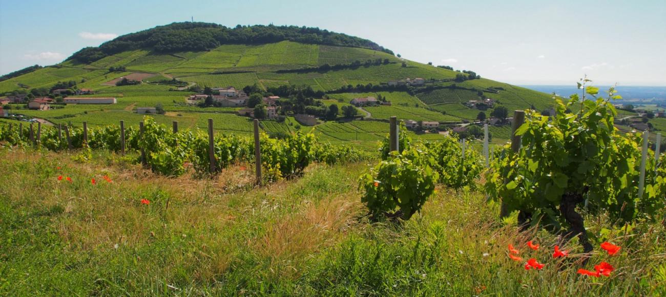 Le travail des vignerons permet de révéler les nuances des terroirs du Beaujolais.