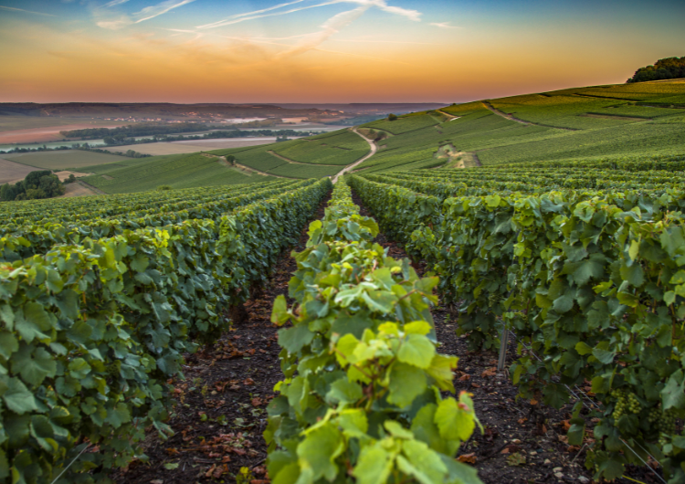 Paysage du vignoble champenois