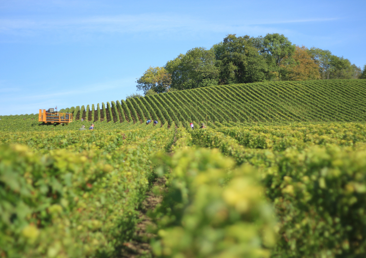 Vignoble champenois dans le secteur de la Montagne de Reims