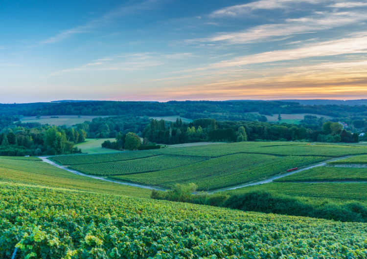 Coteaux de la vallée de la Marne