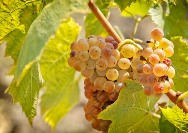 Vignes et reliefs de la Côte des Bar