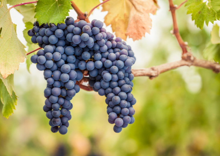 Vignoble champenois des terroirs moins connus