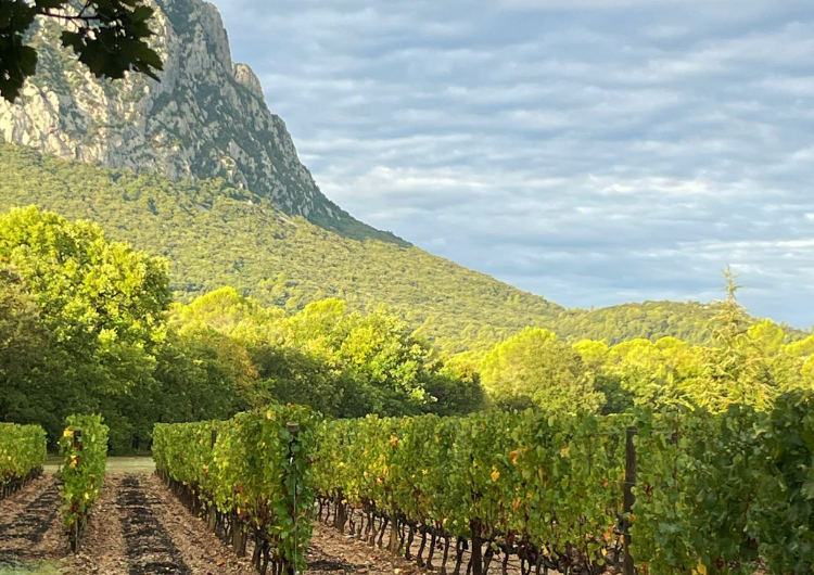 Paysage du Domaine de l'Hortus