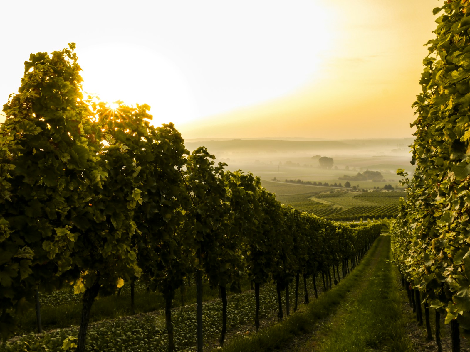 Paysage viticole illustrant la découverte des vins du Brésil