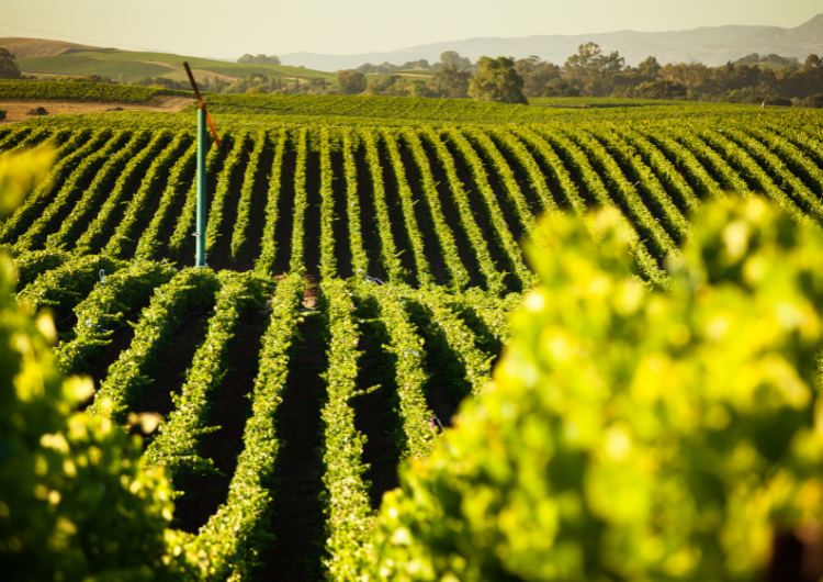 Le vignoble américain