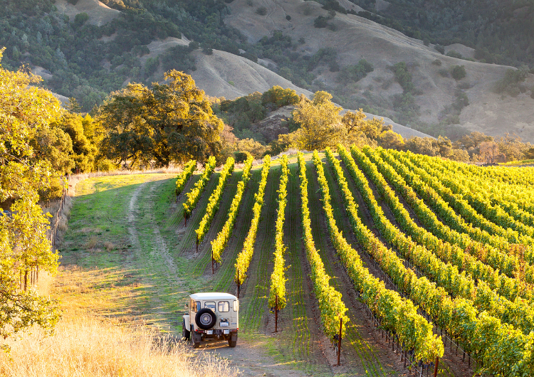 Vignobles de Sonoma Valley en Californie