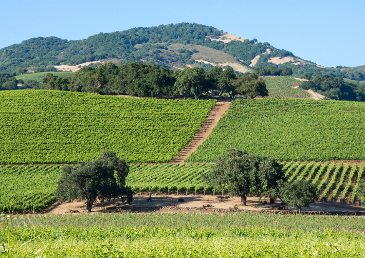 Les vins américains