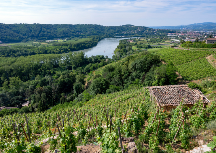 La syrah dans les vignobles du Rhône