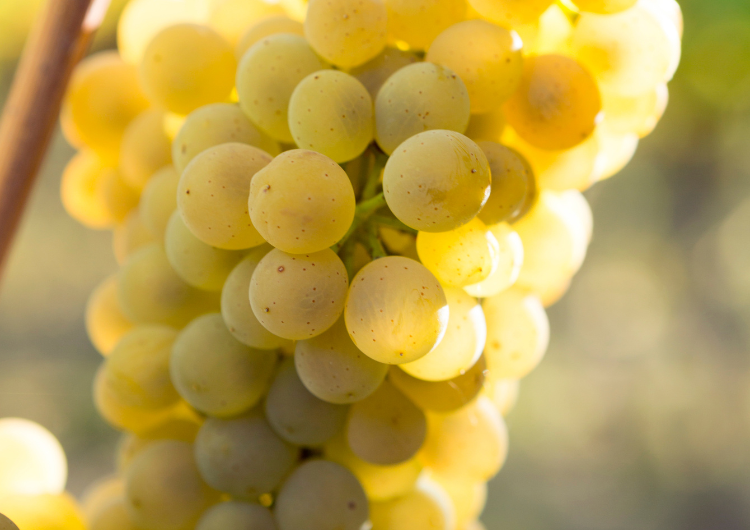 Le viognier, cépage blanc emblématique de Condrieu
